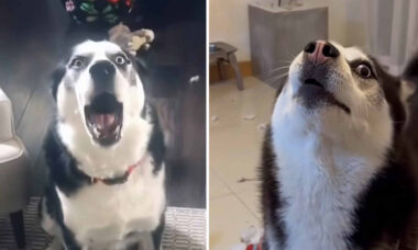 Vídeo hilário comprova que os huskies são os cães mais escandalosos do planeta