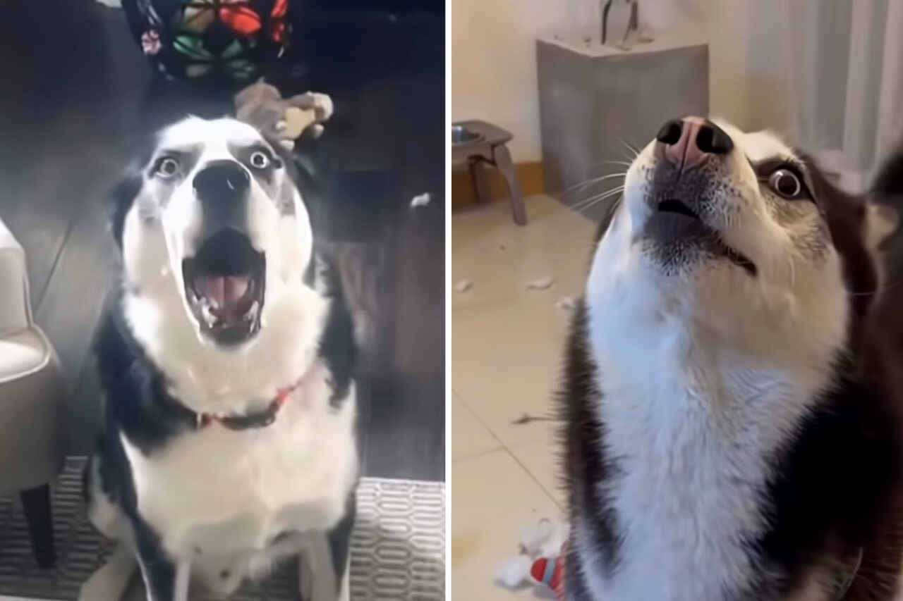 Video esilarante dimostra che gli husky sono i cani più rumorosi del pianeta