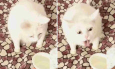 Vídeo hilário registra gatos que sofrem com olfato sensível demais