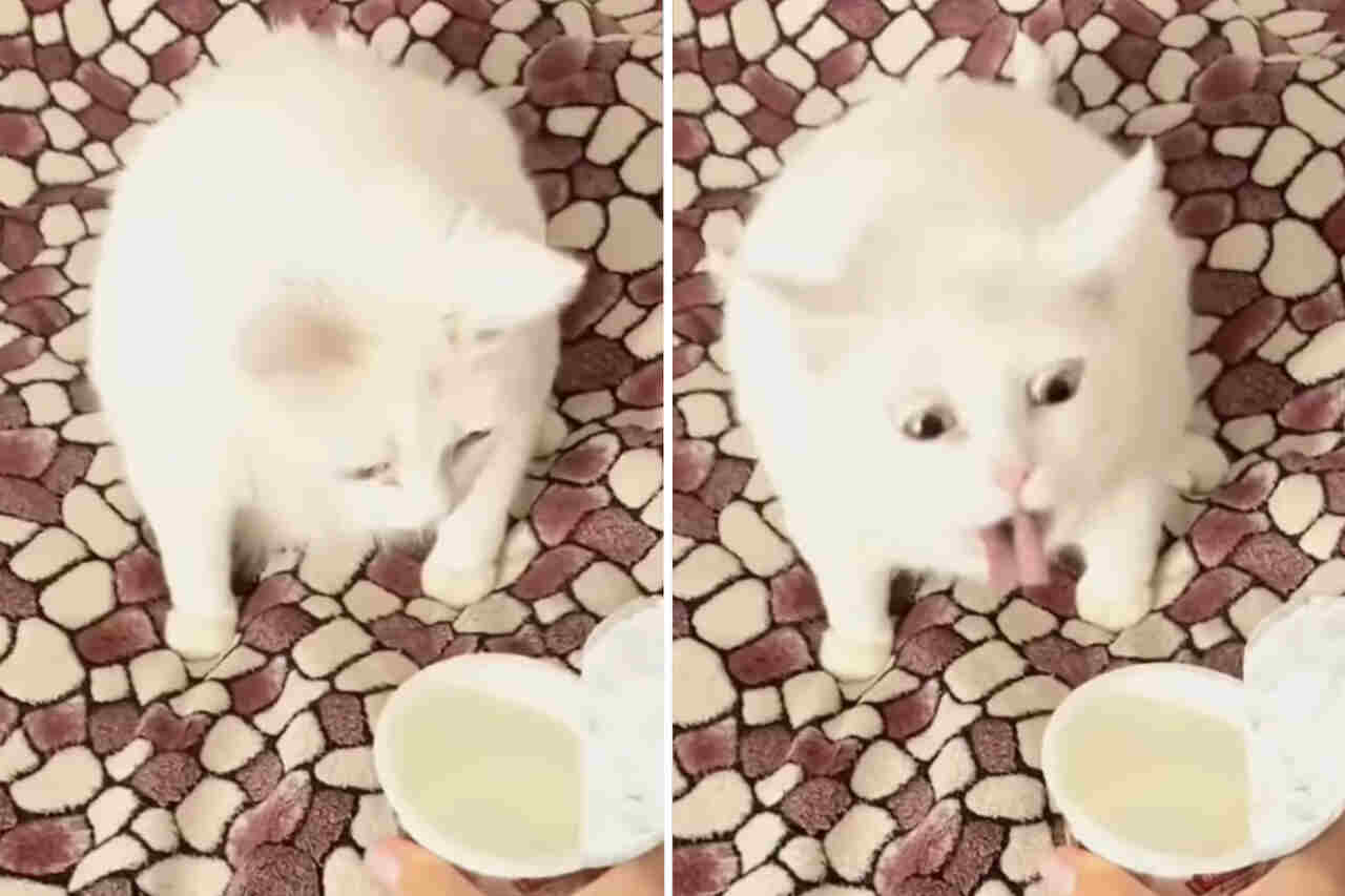 Morsom video som viser katter med altfor følsom luktesans