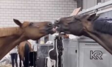 Vídeo fofo: a distância não é obstáculo para casal de cavalos apaixonados