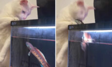 Vídeo hilário: gato encara peixe em aquário e se dá muito mal