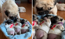 Vídeo fofo: essa ninhada de cãezinhos da raça pug vai aquecer seu coração