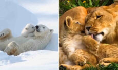 Vídeo fofo registra o amor materno entre animais de várias espécies