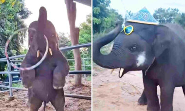 Vídeo fofo registra filhotes de elefante em momentos felizes
