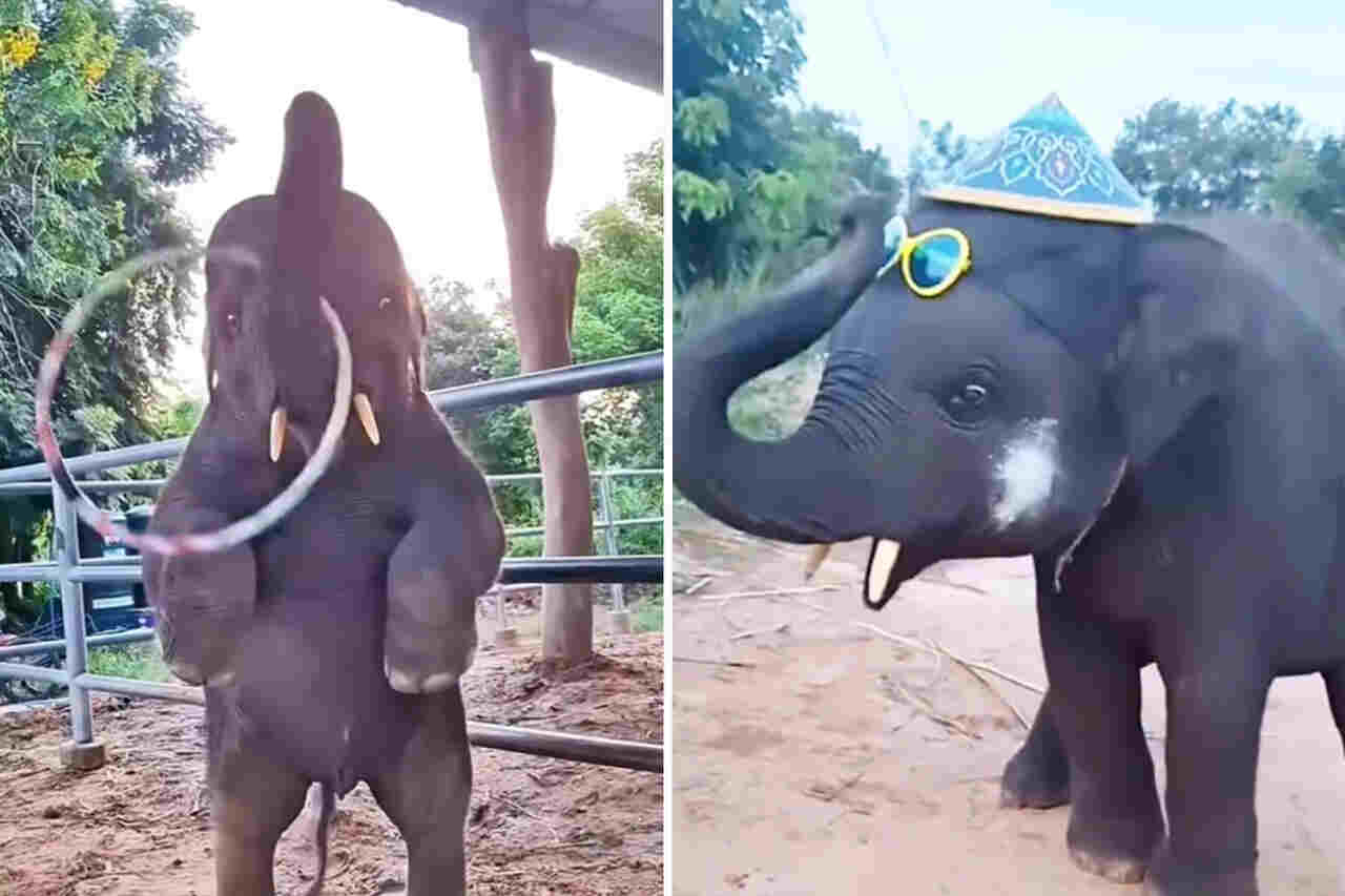 Vídeo fofo registra filhotes de elefante em momentos felizes