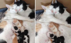 Vídeo extremamente fofo mostra casal de gatos cuidando da ninhada