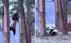 Vídeos registram pandas desastrados despencando de árvores
