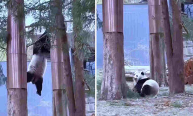 Vídeos registram pandas desastrados despencando de árvores