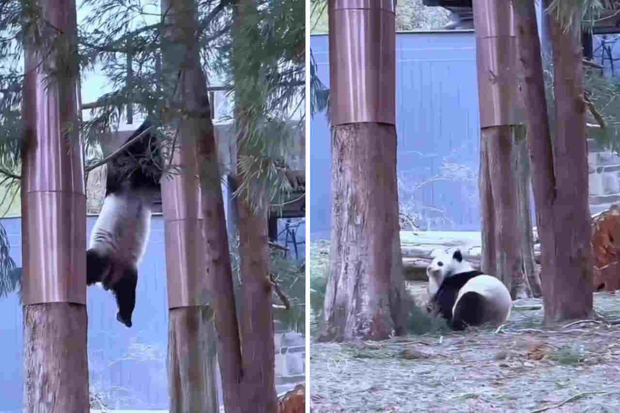Vidéos montrant des pandas maladroits tombant des arbres