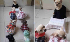 Vídeo fofo mostra cãezinhos durante casamento de festa junina