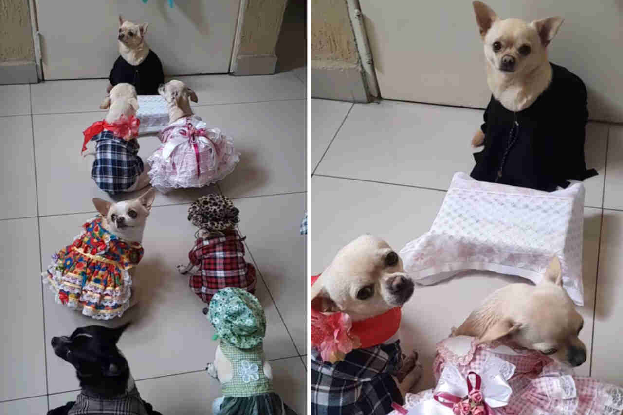 Gullig video visar valpar under ett midsommarbröllop