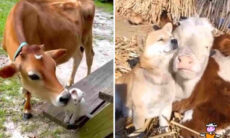 Vídeos fofos registram amizade de vacas com cães e gatos
