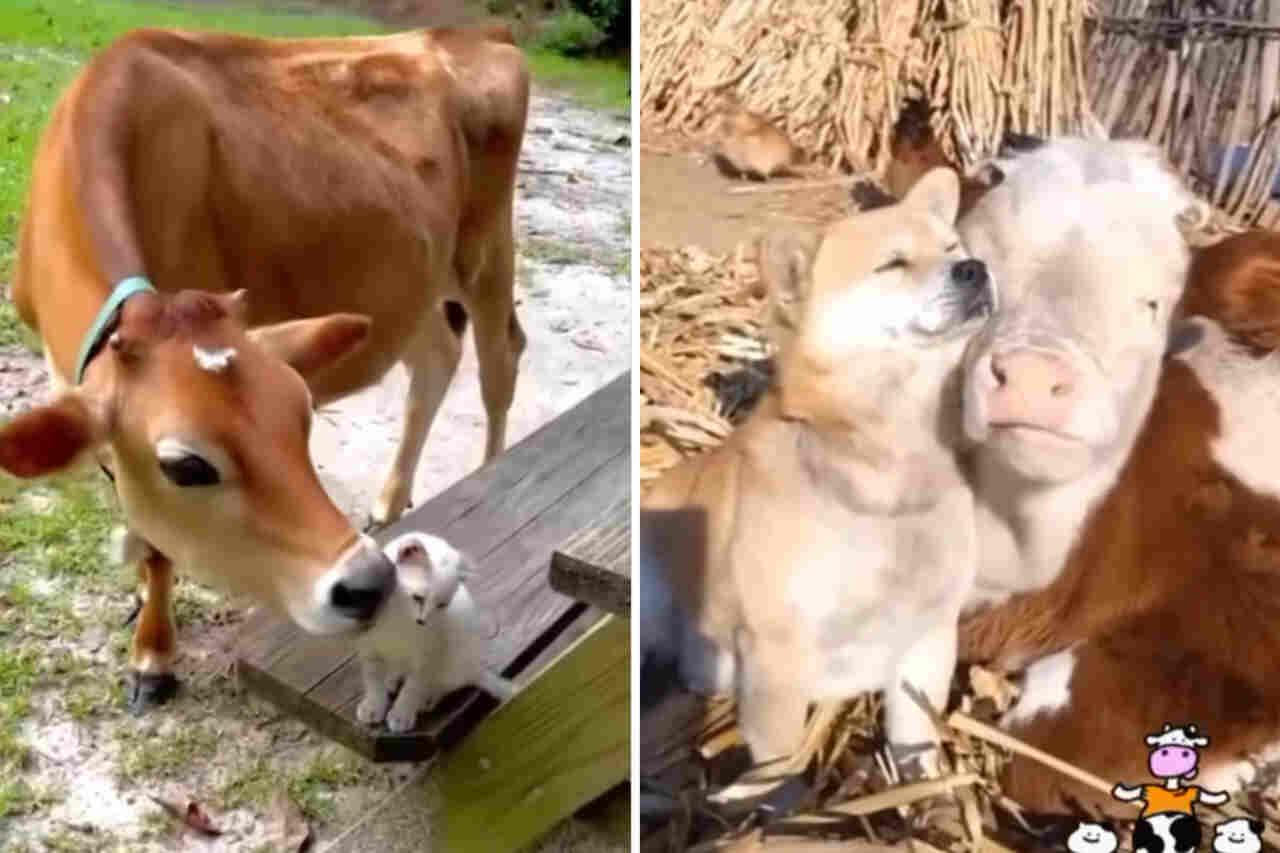 Süße Videos zeigen Freundschaft zwischen Kühen und Hunden sowie Katzen