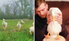 Vídeo hilário mostra o quanto os patos podem ser engraçados