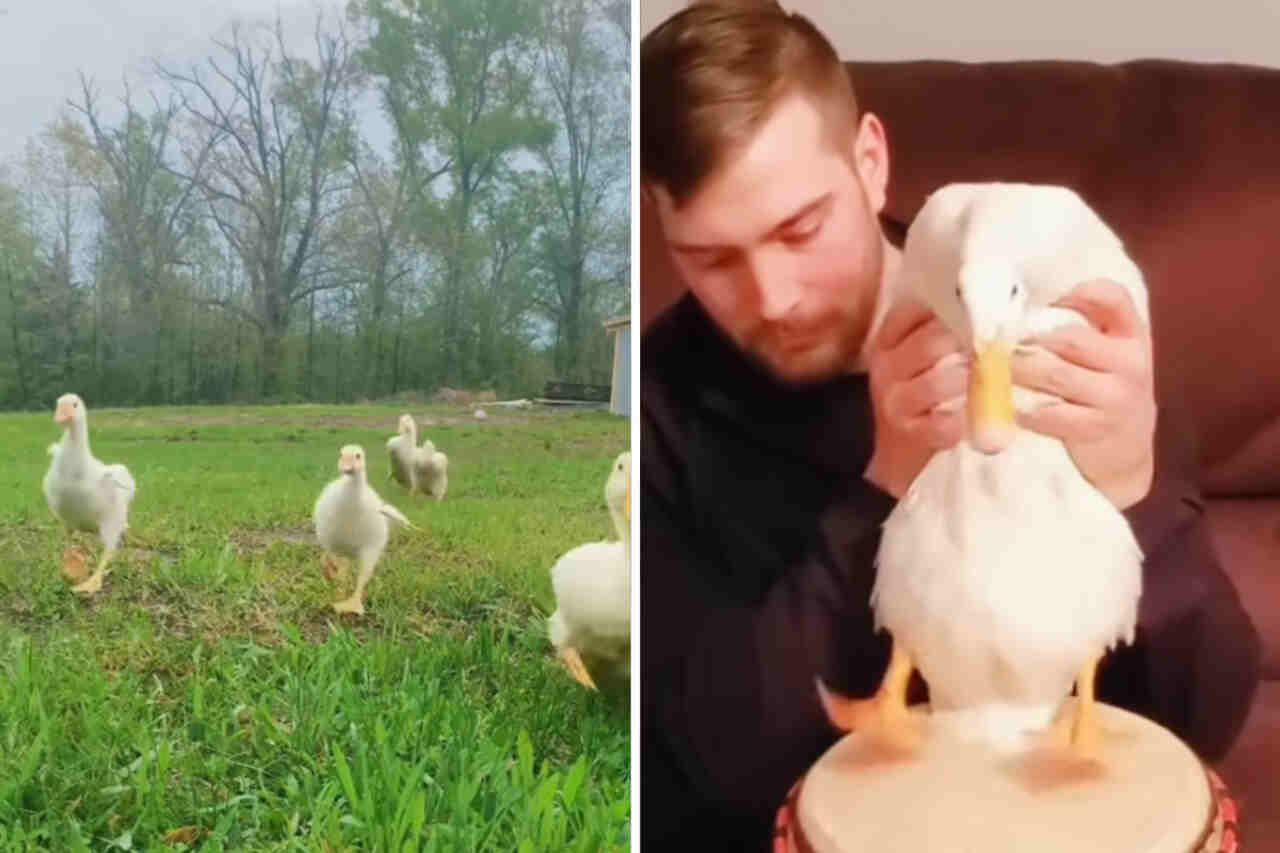 Hysteriskt rolig video visar hur lustiga ankor kan vara