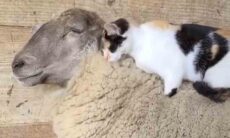 Vídeo fofo: ovelha e gato são melhores amigos