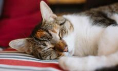 Os gatos preferem dormir sobre o lado esquerdo, indica estudo