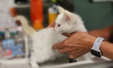 Conheça todas as vacinas necessárias para cuidar da saúde do seu gato