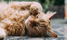 Especialista em comportamento felino mostra maneira de saber se o seu gato ama você