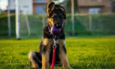 Confira a lista atualizada com as 13 raças de cães mais inteligentes