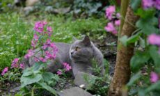 Quer manter gatos longe do seu jardim? Borrife uma dessas três coisas que você deve ter em casa