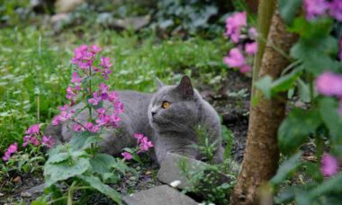 Quer manter gatos longe do seu jardim? Borrife uma dessas três coisas que você deve ter em casa