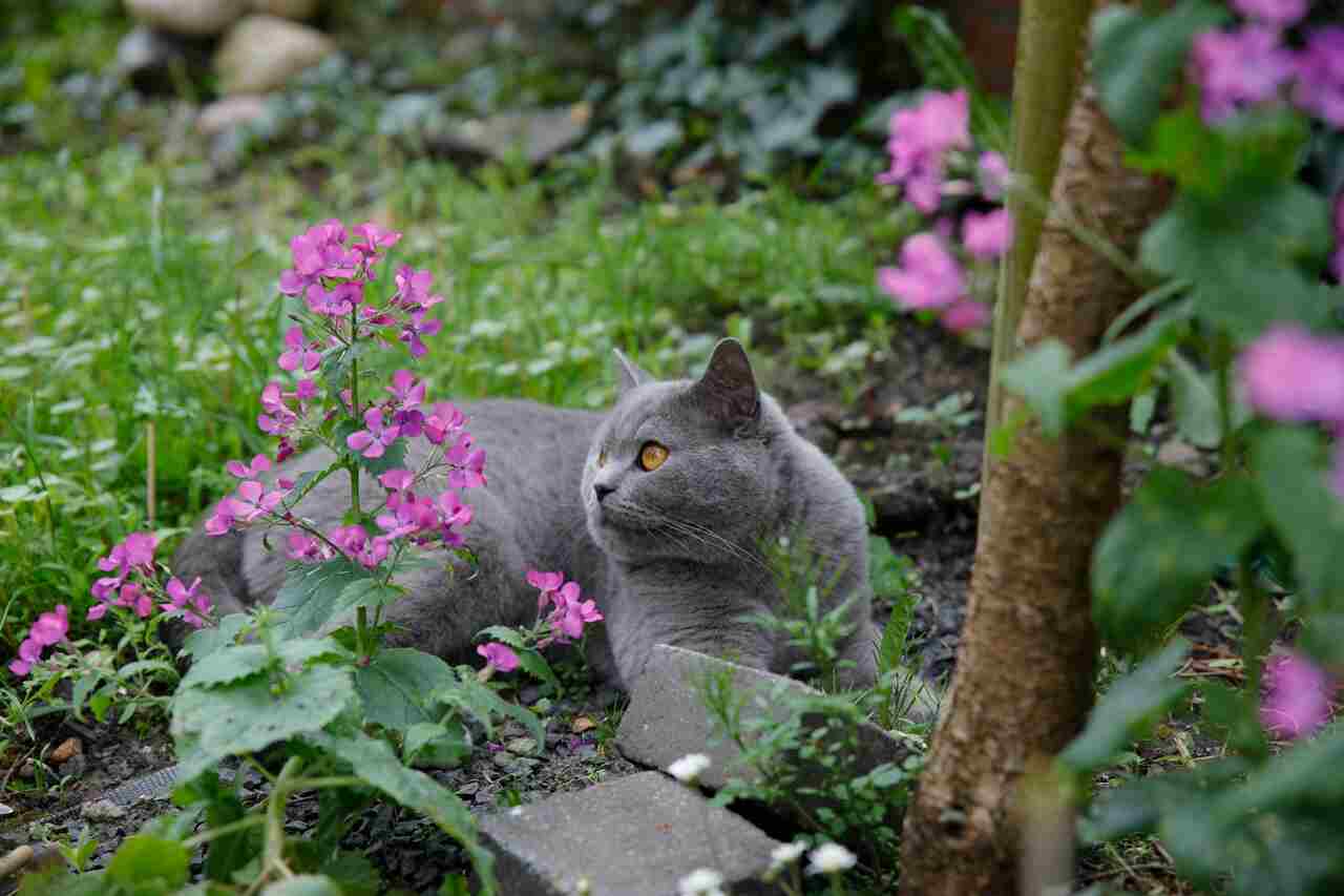 Quer manter gatos longe do seu jardim? Borrife uma dessas três coisas que você deve ter em casa