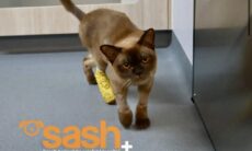 Conheça Pablo, o gato que sobreviveu a um ciclo de 55 minutos dentro de máquina de lavar