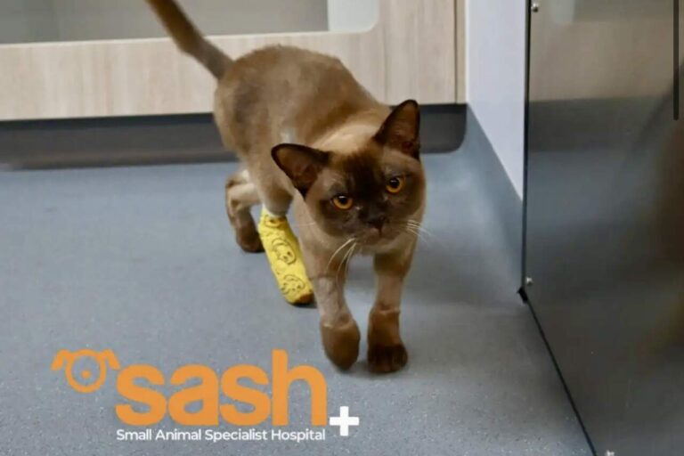 Meet Pablo, the cat who survived 55 minutes inside a washing machine