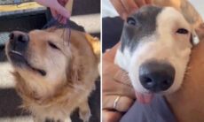 Vídeo hilário: tente não rir com o jeito que esses cães recebem cafunés