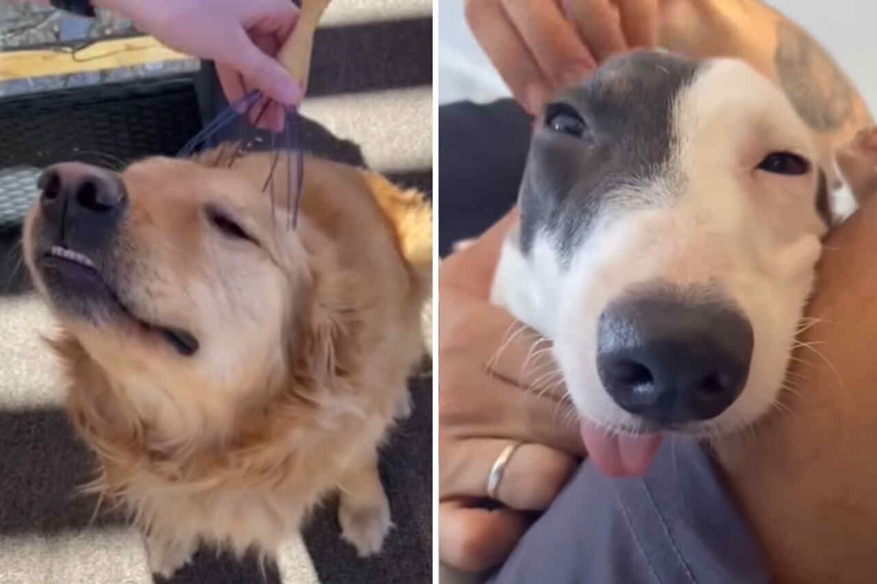 Vídeo hilário: tente não rir com o jeito que esses cães recebem cafunés