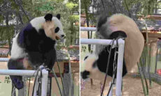 Vídeo hilário e fofo registra pandas trapalhões