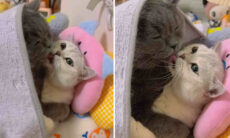 Vídeo fofo: esse é o casal de gatos mais romântico que você vai ver nesta semana