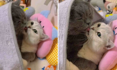Vídeo fofo: esse é o casal de gatos mais romântico que você vai ver nesta semana