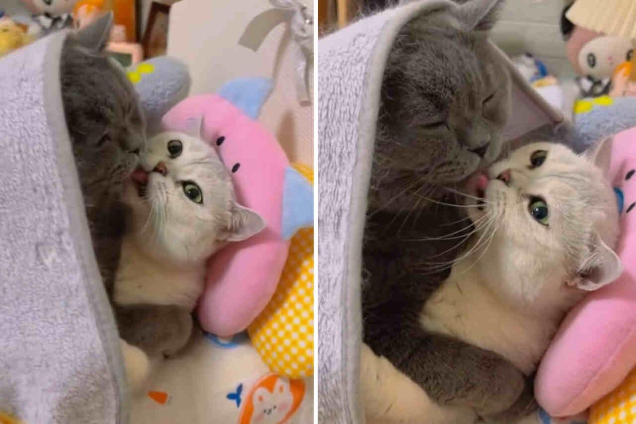 Cute video: This is the most romantic cat couple you’ll see this week
