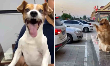 Vídeo hilário: tente não rir com esses cachorros trapalhões