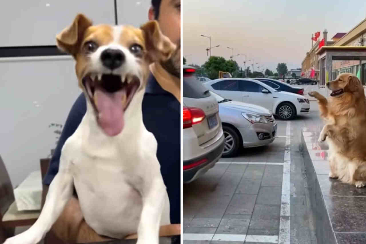 Morsom video: prøv å ikke le av disse klønete hundene