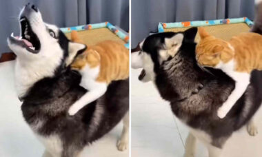 Vídeo hilário: gato confunde cão husky com touro de rodeio e se diverte