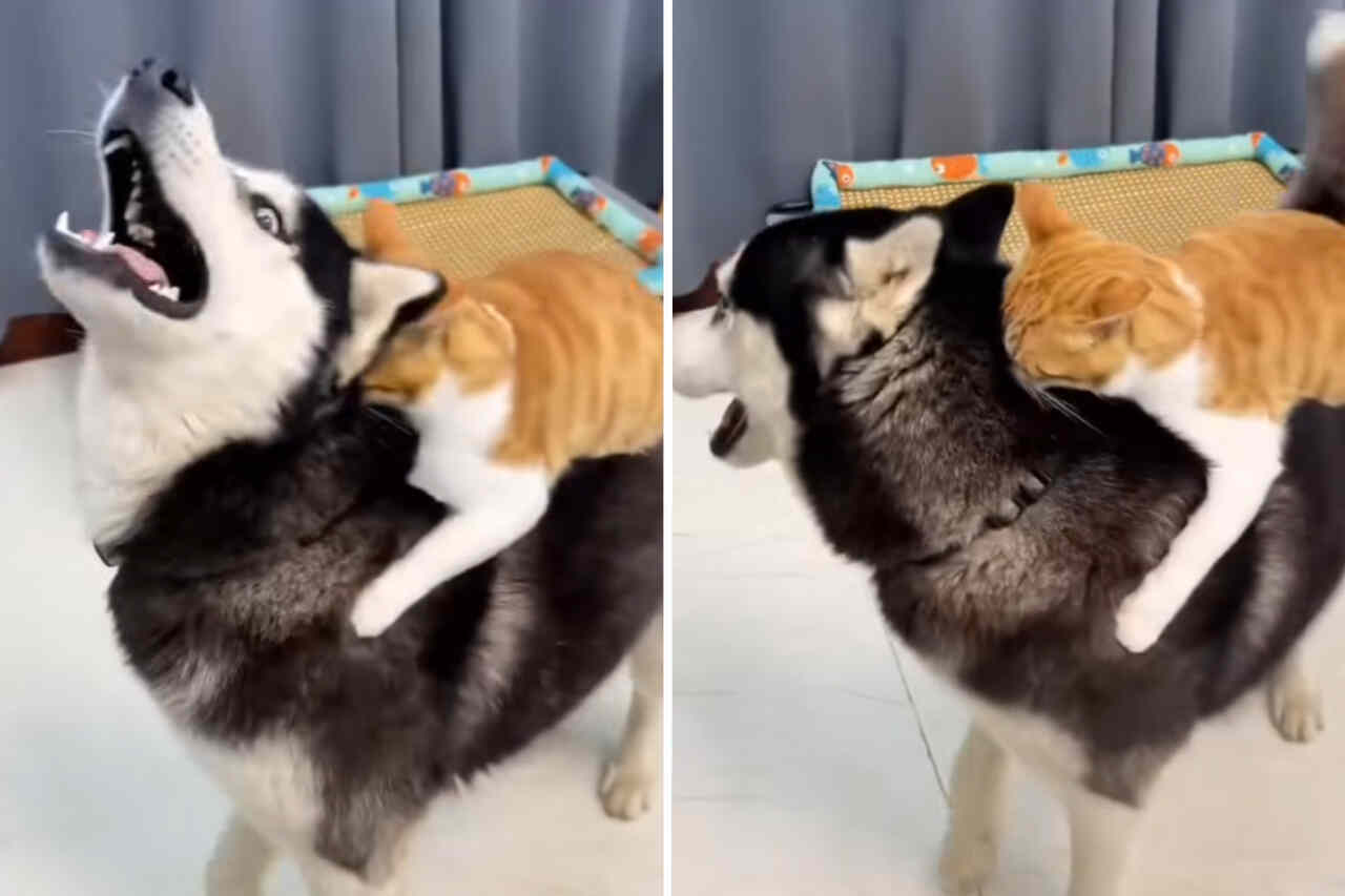 Morsom video: katt forveksler siberian husky med rodeotyre og koser seg