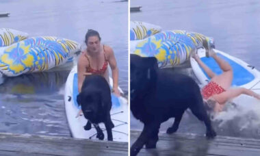 Vídeo hilário: tente não rir com esses cães desastrados derrubando seus donos