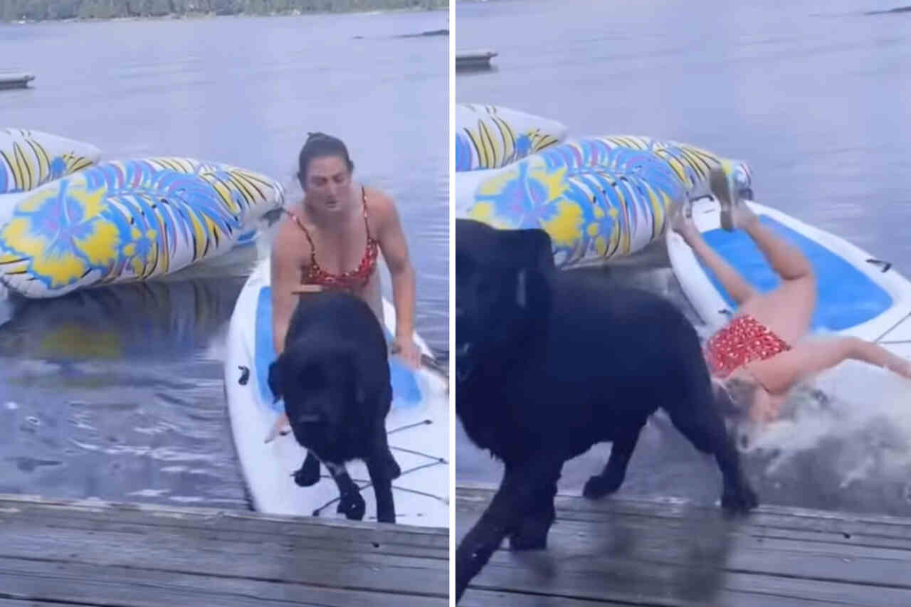 Hylende morsom video: prøv ikke at grine, når disse klodsede hunde vælter deres ejere