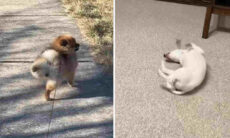 Esse vídeo hilário com cães em atitudes bizarras vai alegrar o seu dia