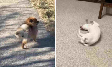 Esse vídeo hilário com cães em atitudes bizarras vai alegrar o seu dia