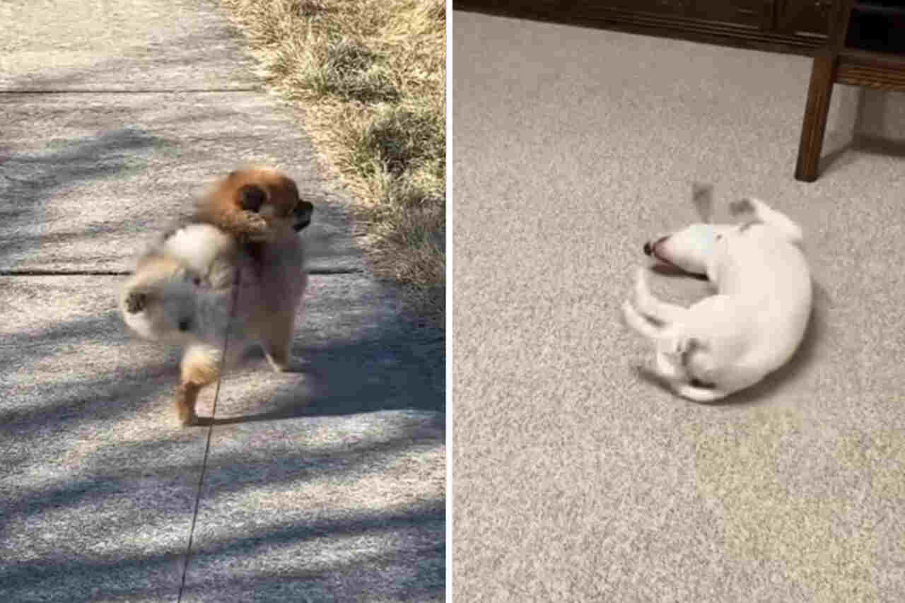 Den här roliga videon med hundar i konstiga situationer kommer att göra din dag bättre