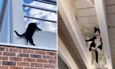 Vídeo impressionante mostra coisas que só os gatos são capazes de fazer