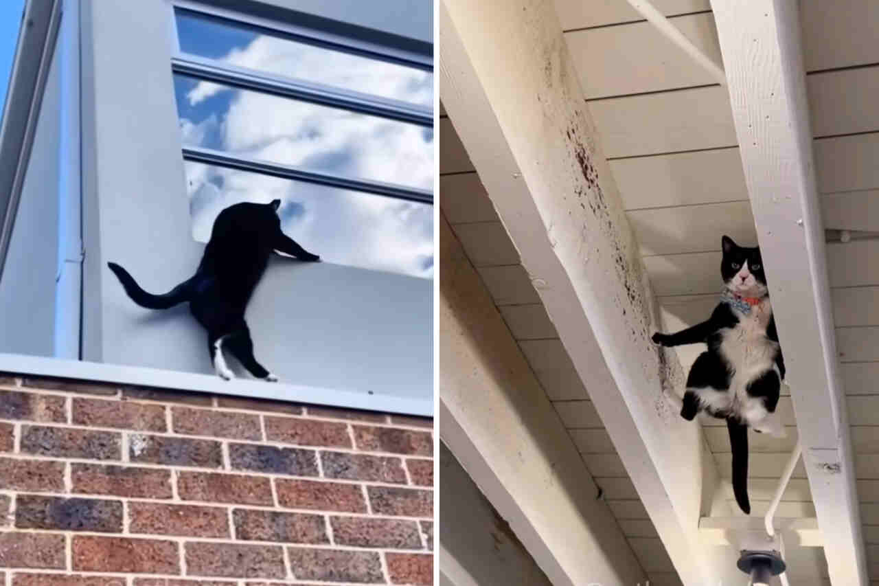 Vídeo impressionante mostra coisas que só os gatos são capazes de fazer