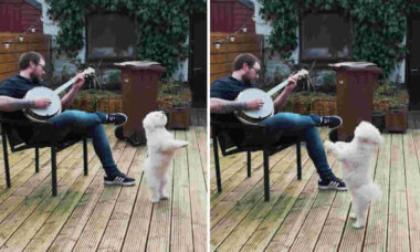 Vídeo fofo: cãozinho não resiste ao som do banjo e sai dançando