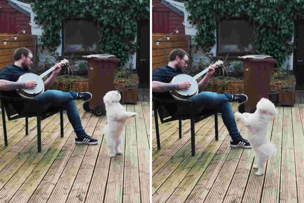 Vídeo fofo: cãozinho não resiste ao som do banjo e sai dançando
