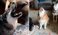 Vídeo hilário: assista a este vídeo antes de levar um cão husky siberiano pra casa